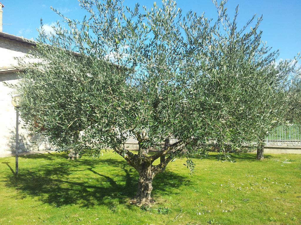 Assisana Affittacamere Santa Maria Degli Angeli  Esterno foto